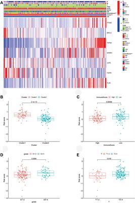 Association of aging-related genes with prognosis and immune infiltration in pancreatic adenocarcinoma